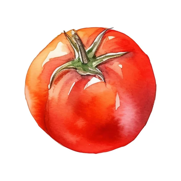 Akvarell Tomat Illustration Handritade Färska Livsmedel Designelement Isolerad Vit Bakgrund — Stock vektor