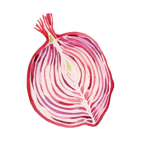 Υδατογραφία Κόκκινο Κρεμμύδι Φέτα Εικονογράφηση Χειροποίητο Στοιχείο Σχεδιασμού Νωπών Τροφίμων — Διανυσματικό Αρχείο