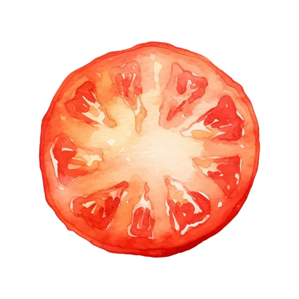 수채화 Tomato Illustration 배경에 손으로 디자인 — 스톡 벡터