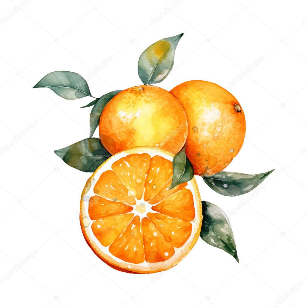 Watercolor Oranges Illustration. Hand-drawn fresh food design element isolated on a white background.
