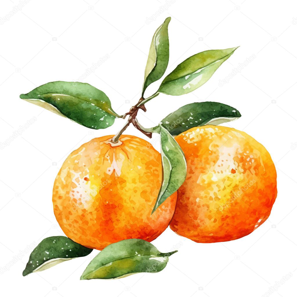 Watercolor Tangerine Illustration. Hand-drawn fresh food design element isolated on a white background.