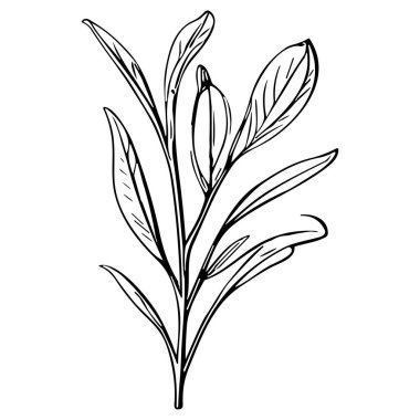 Meadow Herbs çizgisi çizimi beyaza izole edildi. Çiçekli siyah mürekkep çizimi. Modern minimalist el yapımı tasarım.