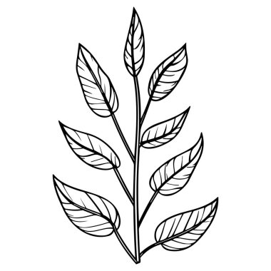 Meadow Herbs çizgisi çizimi beyaza izole edildi. Çiçekli siyah mürekkep çizimi. Modern minimalist el yapımı tasarım.