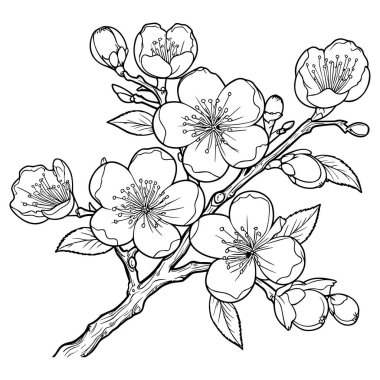 Kiraz çiçeği, botanik sanatı. Bahar bademi, sakura, elma ağacı dalı, el çizimi karalama vektörü çizimi. Güzel siyah mürekkep sanatı, beyaz arka planda izole edilmiş. Gerçekçi çiçek çiçeği çizimi.