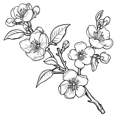 Kiraz çiçeği, botanik sanatı. Bahar bademi, sakura, elma ağacı dalı, el çizimi karalama vektörü çizimi. Güzel siyah mürekkep sanatı, beyaz arka planda izole edilmiş. Gerçekçi çiçek çiçeği çizimi.