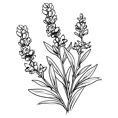 Lavanta çizgisi çizimi beyaza izole edildi. Çiçekli siyah mürekkep çizimi. Modern minimalist el yapımı tasarım.