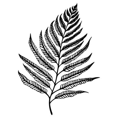 Eğrelti otu çizgisi çizimi beyaza izole edildi. Çiçekli siyah mürekkep çizimi. Modern minimalist el yapımı tasarım.