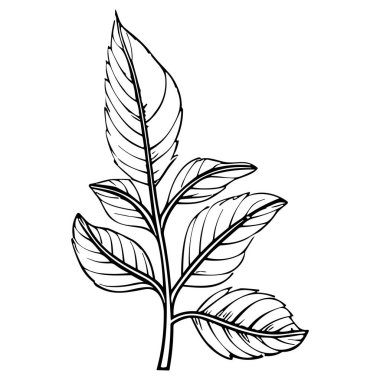 Çiçek çizgisi sanat vektör çizimi beyaz üzerine izole edildi. Çiçekli siyah mürekkep çizimi. Modern minimalist el yapımı tasarım.