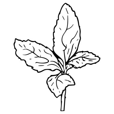 Meadow Herbs çizgisi çizimi beyaza izole edildi. Çiçekli siyah mürekkep çizimi. Modern minimalist el yapımı tasarım.