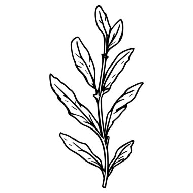 Meadow Herbs çizgisi çizimi beyaza izole edildi. Çiçekli siyah mürekkep çizimi. Modern minimalist el yapımı tasarım.