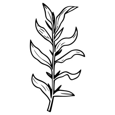 Meadow Herbs çizgisi çizimi beyaza izole edildi. Çiçekli siyah mürekkep çizimi. Modern minimalist el yapımı tasarım.