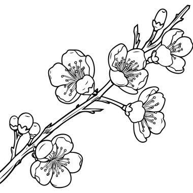Kiraz çiçeği, botanik sanatı. Bahar bademi, sakura, elma ağacı dalı, el çizimi karalama vektörü çizimi. Güzel siyah mürekkep sanatı, beyaz arka planda izole edilmiş. Gerçekçi çiçek çiçeği çizimi.