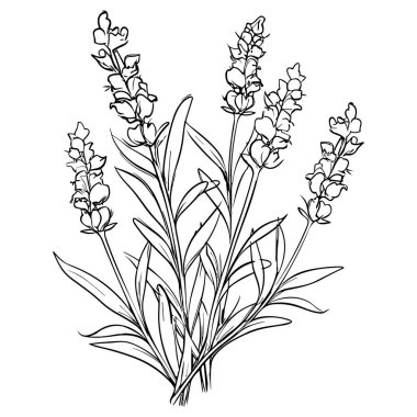 Lavanta çizgisi çizimi beyaza izole edildi. Çiçekli siyah mürekkep çizimi. Modern minimalist el yapımı tasarım.