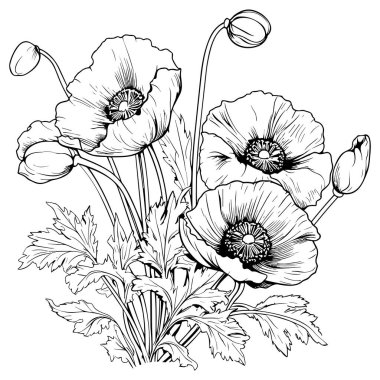 Haşhaş çizgisi çizimi beyaza izole edildi. Çiçekli siyah mürekkep çizimi. Modern minimalist el yapımı tasarım.