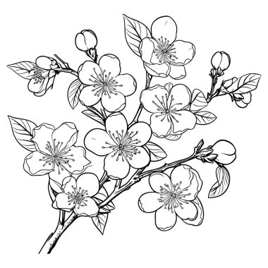 Kiraz çiçeği, botanik sanatı. Bahar bademi, sakura, elma ağacı dalı, el çizimi karalama vektörü çizimi. Güzel siyah mürekkep sanatı, beyaz arka planda izole edilmiş. Gerçekçi çiçek çiçeği çizimi.