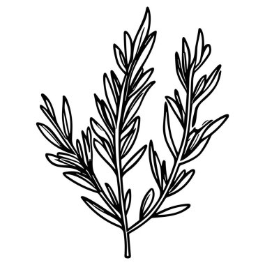 Meadow Herbs çizgisi çizimi beyaza izole edildi. Çiçekli siyah mürekkep çizimi. Modern minimalist el yapımı tasarım.