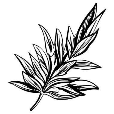 Meadow Herbs çizgisi çizimi beyaza izole edildi. Çiçekli siyah mürekkep çizimi. Modern minimalist el yapımı tasarım.