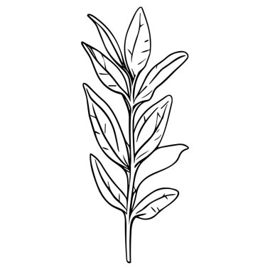 Meadow Herbs çizgisi çizimi beyaza izole edildi. Çiçekli siyah mürekkep çizimi. Modern minimalist el yapımı tasarım.