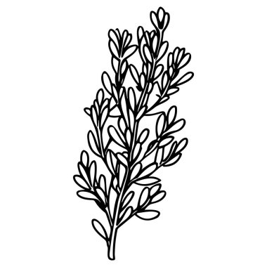 Meadow Herbs çizgisi çizimi beyaza izole edildi. Çiçekli siyah mürekkep çizimi. Modern minimalist el yapımı tasarım.