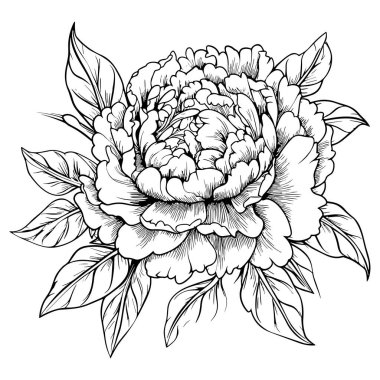 Şakayık çizgisi çizgisi çizimi beyaza izole edildi. Çiçekli siyah mürekkep çizimi. Modern minimalist el yapımı tasarım.