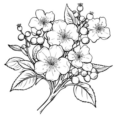 Kiraz çiçeği, botanik sanatı. Bahar bademi, sakura, elma ağacı dalı, el çizimi karalama vektörü çizimi. Güzel siyah mürekkep sanatı, beyaz arka planda izole edilmiş. Gerçekçi çiçek çiçeği çizimi.