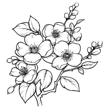 Kiraz çiçeği, botanik sanatı. Bahar bademi, sakura, elma ağacı dalı, el çizimi karalama vektörü çizimi. Güzel siyah mürekkep sanatı, beyaz arka planda izole edilmiş. Gerçekçi çiçek çiçeği çizimi.