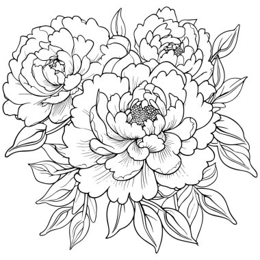 Şakayık çizgisi çizgisi çizimi beyaza izole edildi. Çiçekli siyah mürekkep çizimi. Modern minimalist el yapımı tasarım.