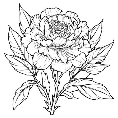 Şakayık çizgisi çizgisi çizimi beyaza izole edildi. Çiçekli siyah mürekkep çizimi. Modern minimalist el yapımı tasarım.