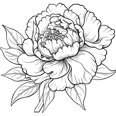 Şakayık çizgisi çizgisi çizimi beyaza izole edildi. Çiçekli siyah mürekkep çizimi. Modern minimalist el yapımı tasarım.