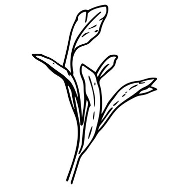 Meadow Herbs çizgisi çizimi beyaza izole edildi. Çiçekli siyah mürekkep çizimi. Modern minimalist el yapımı tasarım.