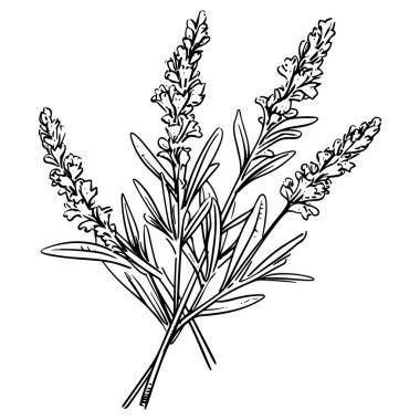 Lavanta çizgisi çizimi beyaza izole edildi. Çiçekli siyah mürekkep çizimi. Modern minimalist el yapımı tasarım.