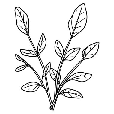 Meadow Herbs çizgisi çizimi beyaza izole edildi. Çiçekli siyah mürekkep çizimi. Modern minimalist el yapımı tasarım.