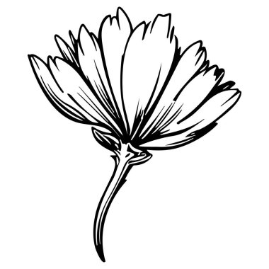 Çiçek çizgisi sanat vektör çizimi beyaz üzerine izole edildi. Çiçekli siyah mürekkep çizimi. Modern minimalist el yapımı tasarım.