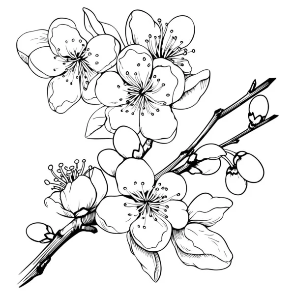 植物画 春のアーモンド リンゴの木の枝 手描きのドードルベクトルイラスト 白い背景に隔離されたかわいい黒インクアート 現実的な花のスケッチ — ストックベクタ