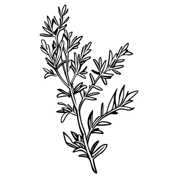 Meadow Herbs Γραμμή Τέχνης Διάνυσμα Εικονογράφηση Που Απομονώνονται Λευκό Μαύρο — Διανυσματικό Αρχείο