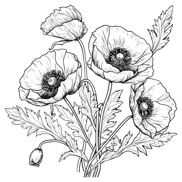 stock vector Poppies line art vector illustration set isolated on white. Flower black ink sketch. Modern minimalist hand drawn design.
