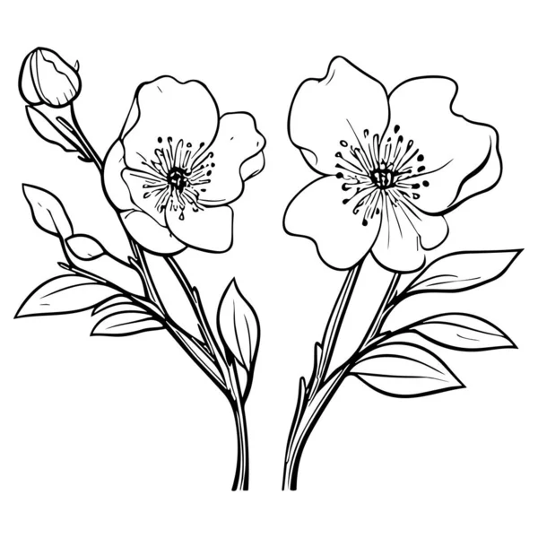 Vektorové Ilustrace Květinové Čáry Izolované Bílém Pozadí Květinová Kresba Černého — Stockový vektor
