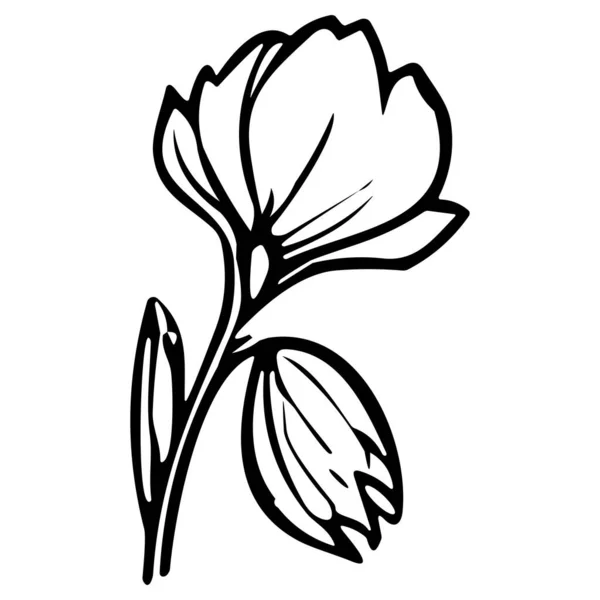 Vektorové Ilustrace Květinové Čáry Izolované Bílém Pozadí Květinová Kresba Černého — Stockový vektor