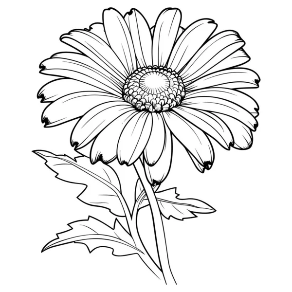 Heřmánkový Výtvarný Vektor Ilustrační Set Izolovaný Bílém Květinová Kresba Černého — Stockový vektor