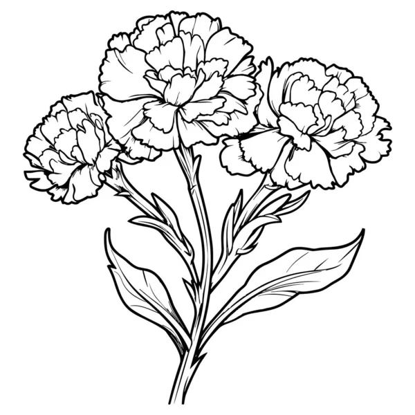 Karafiáty Linie Umění Vektorové Ilustrace Soubor Izolovaný Bílém Květinová Kresba — Stockový vektor
