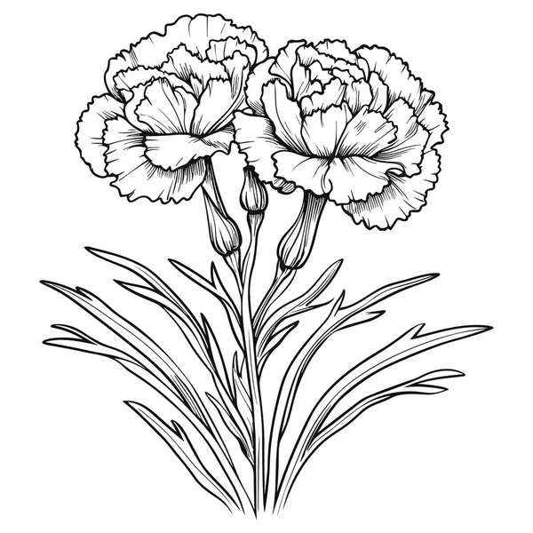 stock vector Carnations line art vector illustration set isolated on white. Flower black ink sketch. Modern minimalist hand drawn design.