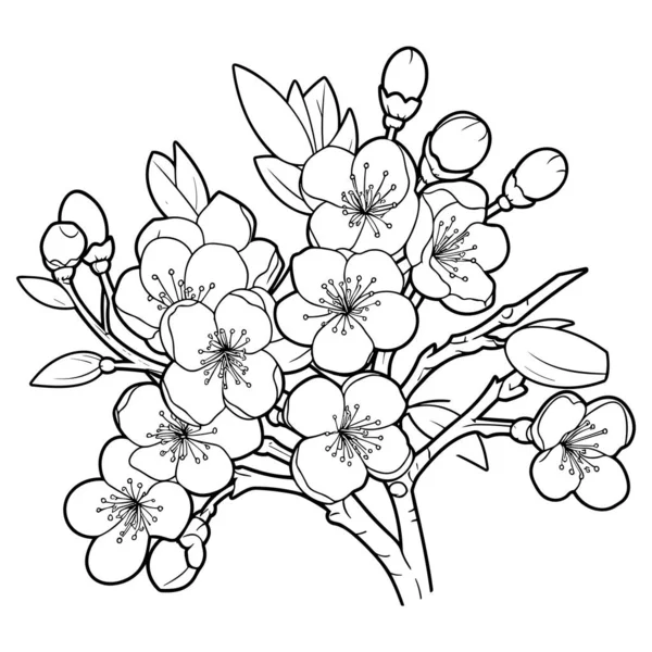 樱花绽放 植物艺术 春杏仁 苹果树枝条 手绘涂鸦病媒图解 漂亮的黑色墨水艺术 隔离在白色背景上 现实的花卉开花草图 — 图库矢量图片
