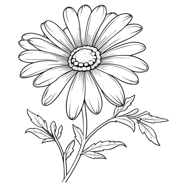 カモミールラインアートベクトルイラストは白を基調としています 花の黒インクのスケッチ 現代のミニマルな手描きデザイン — ストックベクタ