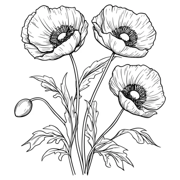 Poppies Lijn Kunst Vector Illustratie Set Geïsoleerd Wit Bloem Zwarte — Stockvector