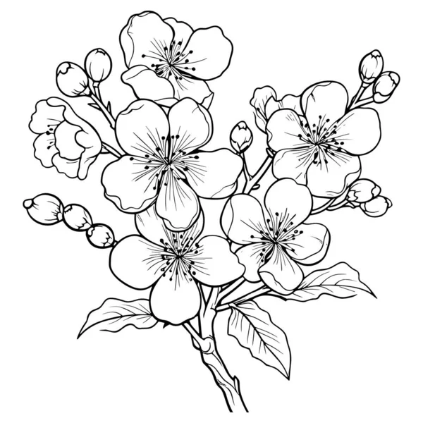 樱花绽放 植物艺术 春杏仁 苹果树枝条 手绘涂鸦病媒图解 漂亮的黑色墨水艺术 隔离在白色背景上 现实的花卉开花草图 — 图库矢量图片