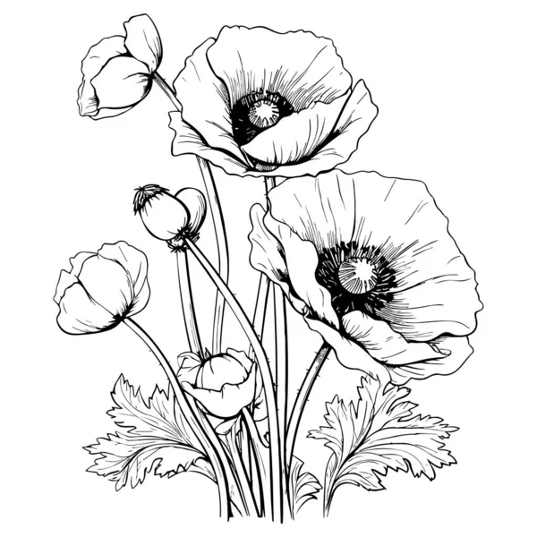 Poppies Linie Artă Vector Ilustrație Set Izolat Alb Schiță Cerneală — Vector de stoc