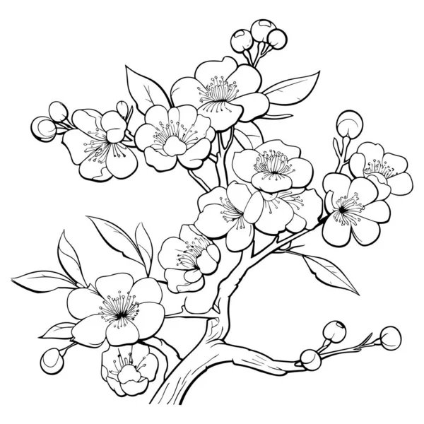 Kwiat Wiśni Sztuka Botaniczna Wiosenne Migdały Sakura Gałąź Jabłoni Ilustracja — Wektor stockowy