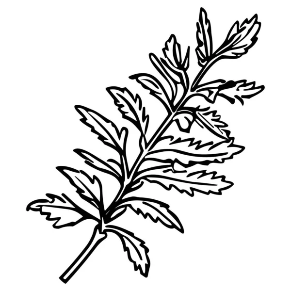 Meadow Herbs Illustration Vectorielle Art Ligne Mis Isolé Sur Blanc — Image vectorielle