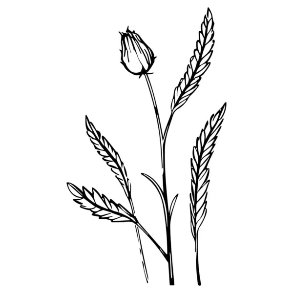 Flower Line Art Vector Illustration Set Isolated White Flower Black — Stock Vector
