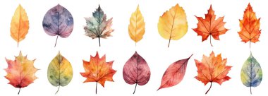 Sonbahar, beyaz bir arka plan üzerinde bir suluboya bırakır. vektör çizim